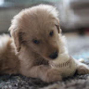 Meet your Posher, Wagner